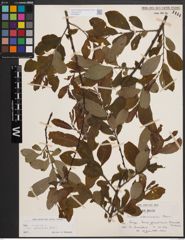 Foto von Salix cinerea subsp. atrocinerea (Brot.) Guinier